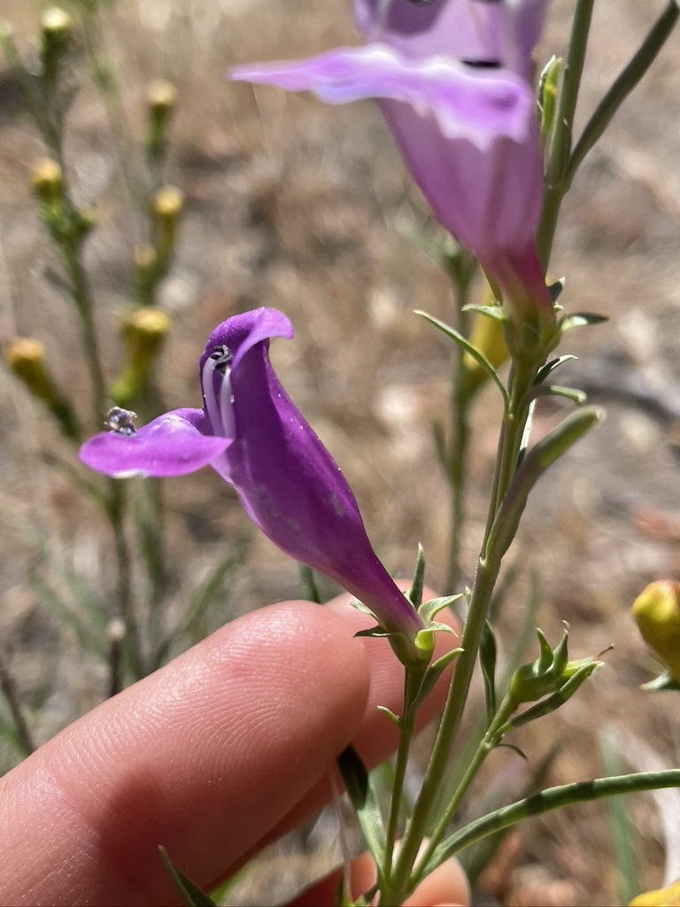 Penstemon heterophyllus var. heterophyllus
