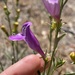 Penstemon heterophyllus heterophyllus - Photo (c) Annie Zell, some rights reserved (CC BY-NC), uploaded by Annie Zell