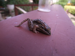 Leptodactylus fuscus