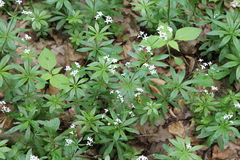 Galium odoratum