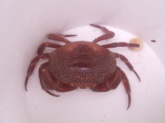 Carpilius corallinus