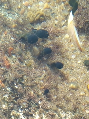 Eudistoma caeruleum