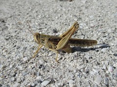 Schistocerca americana