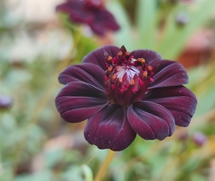 Cosmos atrosanguineus