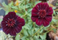 Cosmos atrosanguineus