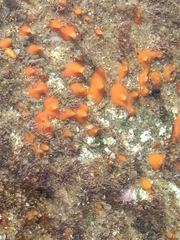 Polymastia mamillaris