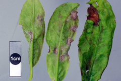 Podosphaera pruni-avium