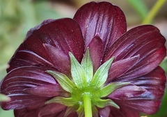Cosmos atrosanguineus