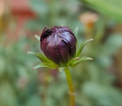 Cosmos atrosanguineus