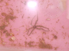 Ophiactis
