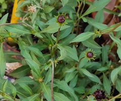 Cosmos atrosanguineus