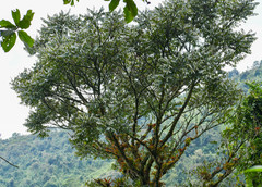 Juglans neotropica