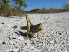 Schistocerca americana