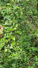 Cotoneaster acutifolius