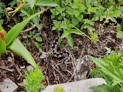 Vipera ammodytes