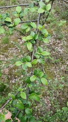 Cotoneaster dielsianus