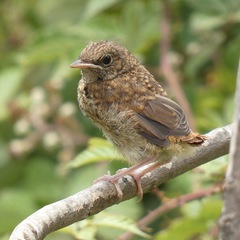Common Nightingale photo 6