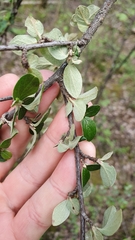 Cotoneaster dielsianus
