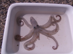 Octopus briareus image