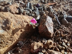 Diplacus cusickioides