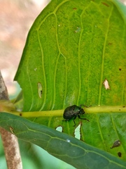 Coleoptera