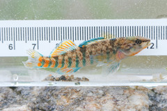 Etheostoma caeruleum