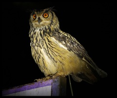 Bubo bengalensis