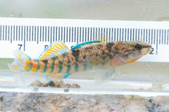 Etheostoma caeruleum