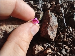 Diplacus cusickioides