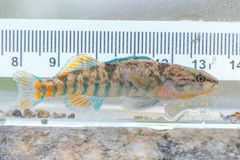 Etheostoma caeruleum