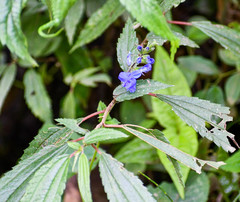 Salvia scutellarioides