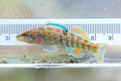 Etheostoma caeruleum