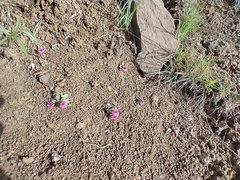 Diplacus cusickioides