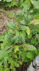 Cotoneaster bullatus