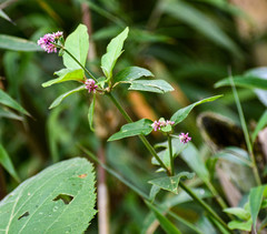 Alternanthera porrigens