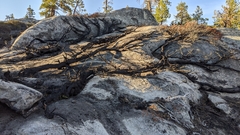 Arctostaphylos nevadensis