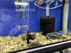 Platydoras armatulus