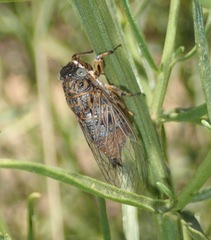 Chilecicada occidentis