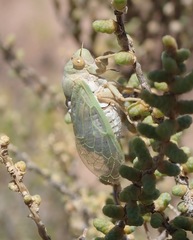 Derotettix mendosensis