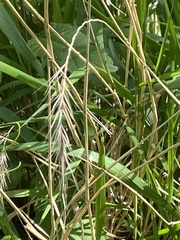 Elymus hystrix
