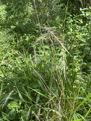Elymus hystrix