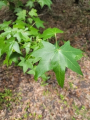 Liquidambar styraciflua image
