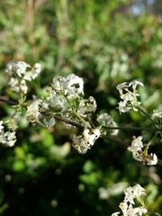 Galium lucidum