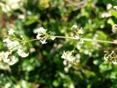 Galium lucidum