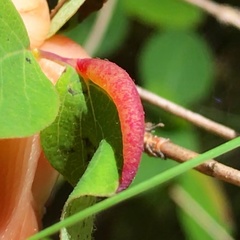 Phyllocoptes triacis