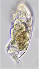 Cephalodella megalocephala