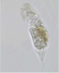 Cephalodella megalocephala