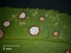 Septoria colensoi