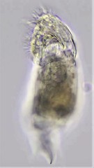 Cephalodella megalocephala