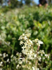 Galium lucidum